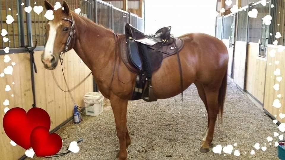Tucker endurance saddle black and brown