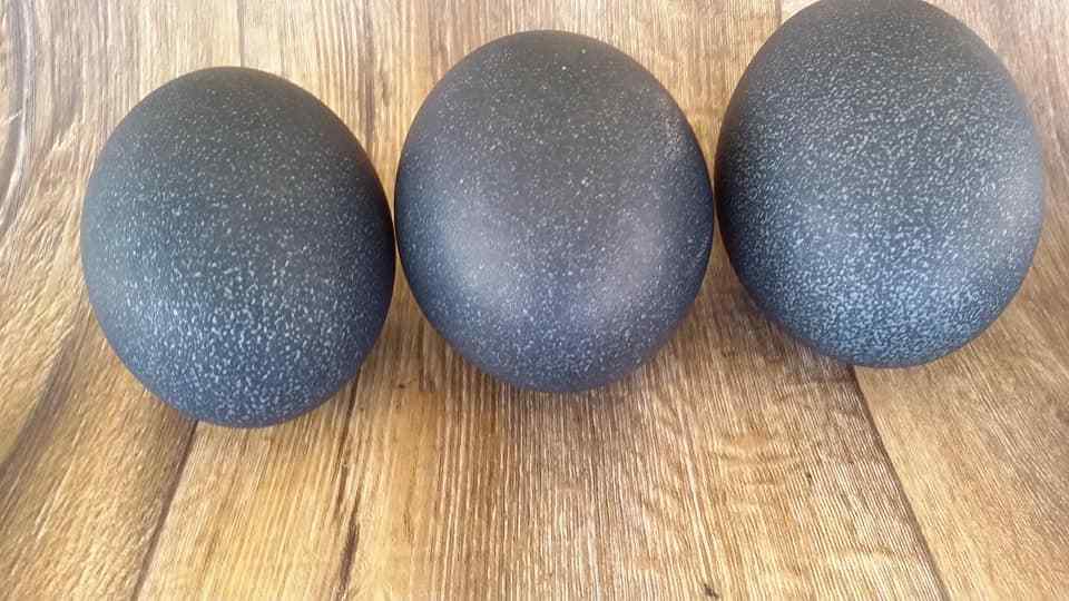 4 EMPTY (Blown) Emu Egg Shell for Crafts BIG HOLLOW CARVING/PAINTING 3 LAYERS