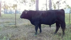 Pure Black Simmental Bull | Livestock | Gumtree Australia Somerset Area