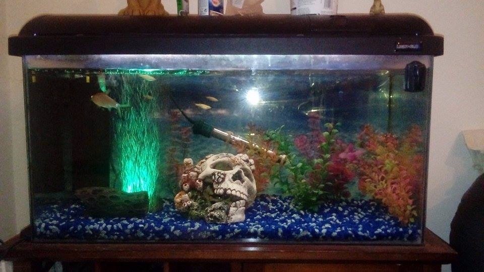 2 Foot fish tank setup in Stirchley, West Midlands Gumtree