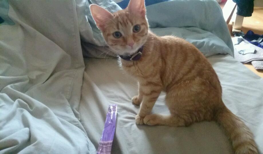 Rare female ginger cat in Tottenham, London Gumtree