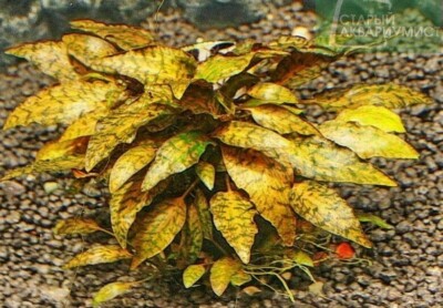Cryptocoryne nurii Live Aquarium Plants Tropical Tank shrimp safe RARE