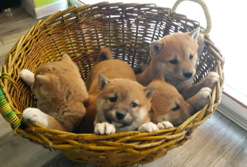 Shiba Inu Puppy In Maidenhead Berkshire Gumtree