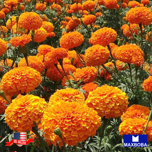 African Marigold Seeds Hawaii Non-GMO Heirloom