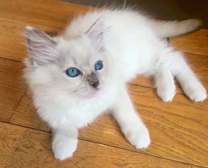 Beautiful pedigree ragdoll Kittens! Ready to go! Hoddesdon in