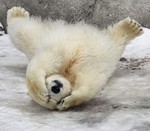 dacrazypolarbear