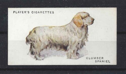 1931 UK Arthur Wardle Dog Art Body Study Player Cigarette Card CLUMBER SPANIEL