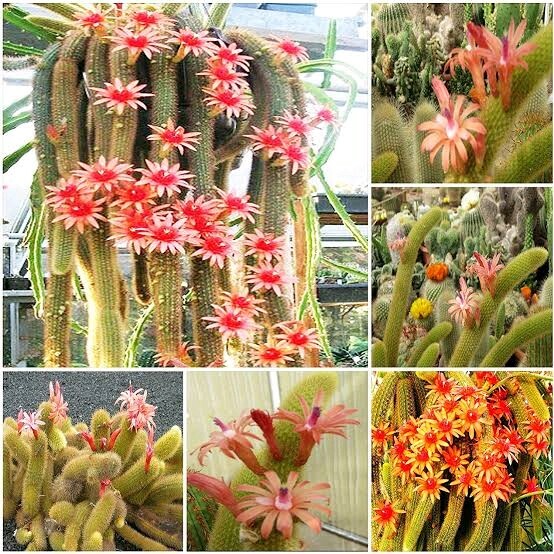 Unusual Golden Rat Tail Cactus Cleistocctus Winteri 70mm Pot Plants Gumtree Australia West Torrens Area Mile End 1252342592