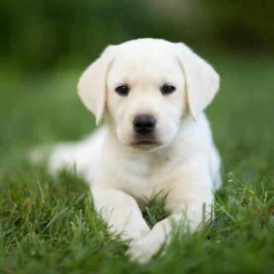 11 week old Labrador puppy | Dogs & Puppies | Gumtree South Australia