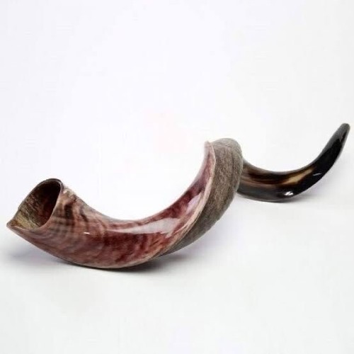 Shofar Yemenite Kudu Horn XL 31''- 41'' New KOSHER+Free Odor Spray Free Shipping