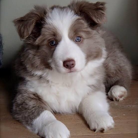 WANTED: Border Collie (puppy or rehome) | Dogs & Puppies ...