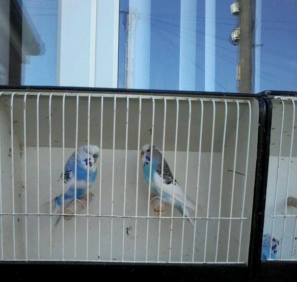 Budgies and cage | in Seaham, County Durham | Gumtree
