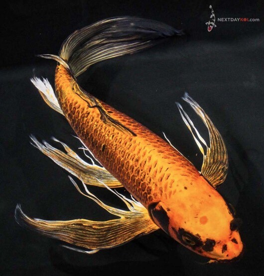 Butterfly Koi in Cambridge, Cambridgeshire Gumtree