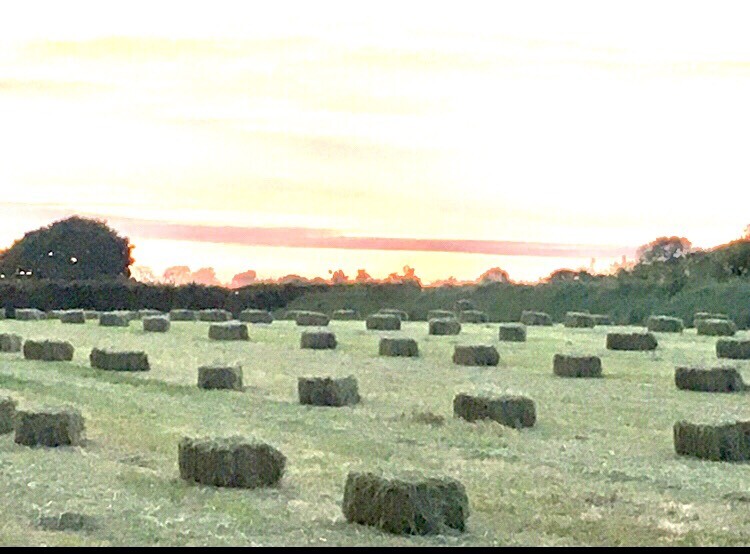 2020 small square hay bales in Ballyclare, County Antrim Gumtree