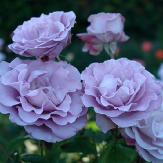 Lagerfeld Tea Rose Bush -  PREORDER!