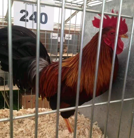 Trio of Welsummer bantams for sale hens chickens poultry bantams in