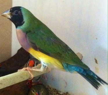 gouldian finches for sale | Birds | Gumtree Australia Free Local