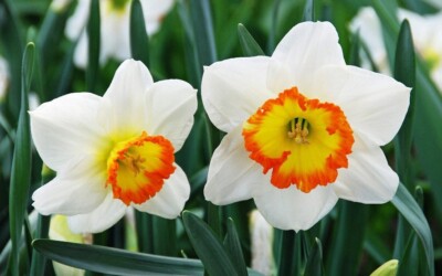 4 oz Candle Scent Oil-NARCISSUS