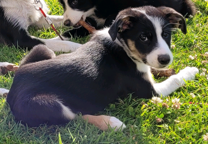 Female Border collie in Laurencekirk, Aberdeenshire Gumtree