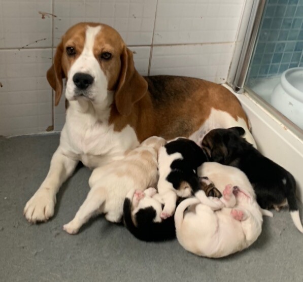 Beagle puppies for sale KC Reg in Newark, Nottinghamshire Gumtree