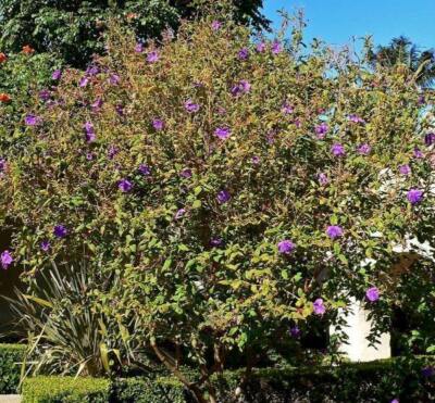Tibouchina urvilleana | Glory Bush | Princess Flower | 100 Seeds