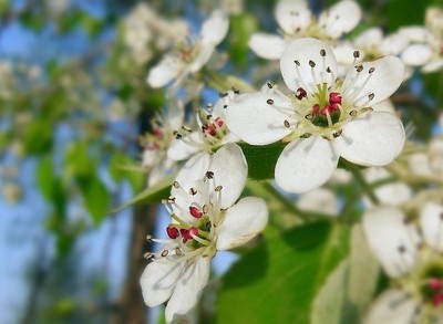 Flower Breeze 3点 Adorable Tree1点 まとめ割リピ割 Flower Breeze 3点 Adorable Tree1点 まとめ割リピ割 Flower