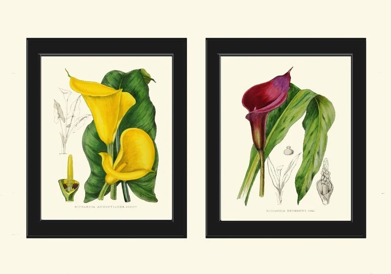 Calla lily Botanical Prints Wall Art Set of 2 Beautiful Antique Vintage Unframed