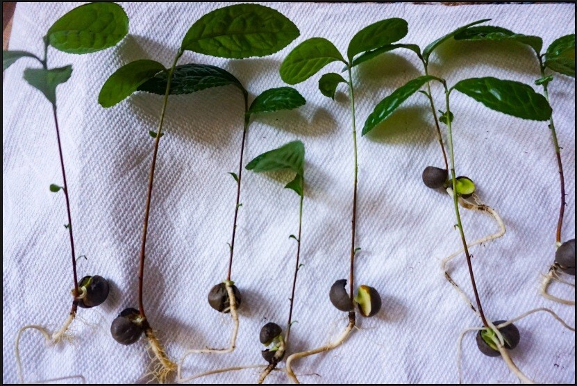 Купить Camellia sinensis Plant Fresh Seeds Healthy Green Shrub 2024 ...