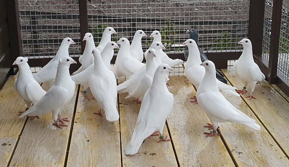 White raceing pigeons for sale in Oban, Argyll and Bute Gumtree