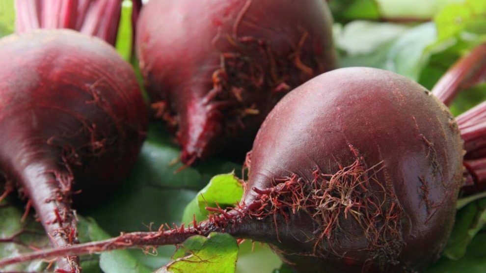 Detroit Dark Red Beet Seeds, NON-GMO, Detroit Globe, Heirloom, FREE SHIPPING