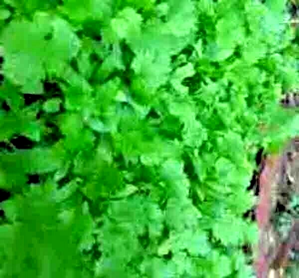 300+ CILANTRO SEEDS MEXICAN CORIANDER HERB PEST REPELLENT SLOWBOLT HEIRLOOM USA