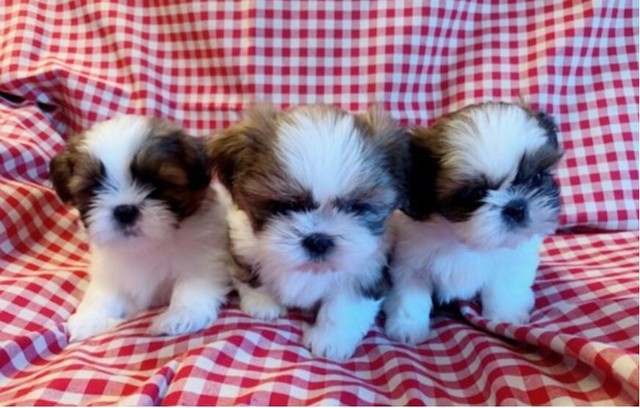 Beautiful Shih Tzu Pups In Dungannon County Tyrone Gumtree