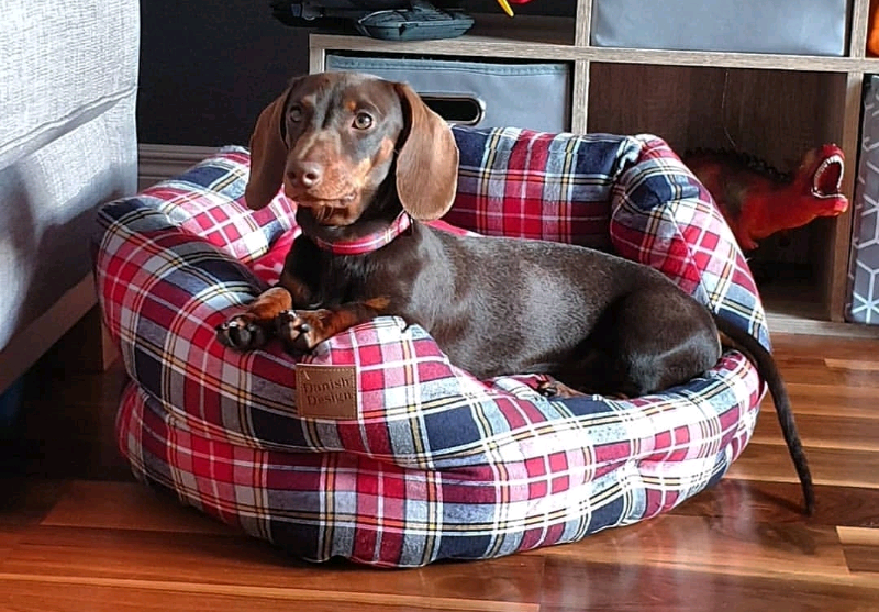 Miniature Dachshund In Lurgan County Armagh Gumtree