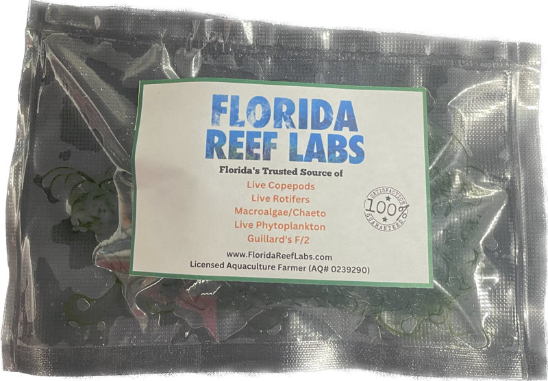 1/2 Cup Live MacroAlgae / Chaetomorpha / Clean Chaeto  Florida Reef Labs®