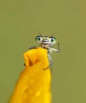 fiolito