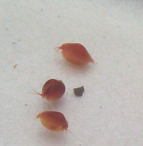 Crazy Clams! clam shrimp