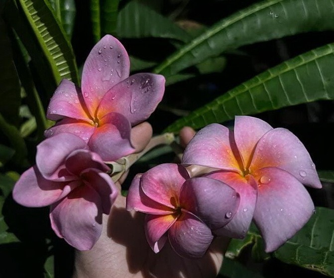 【258】plumeriaページ Plumeria Barbara, limited ,1 cutting, no roots- imported, 6