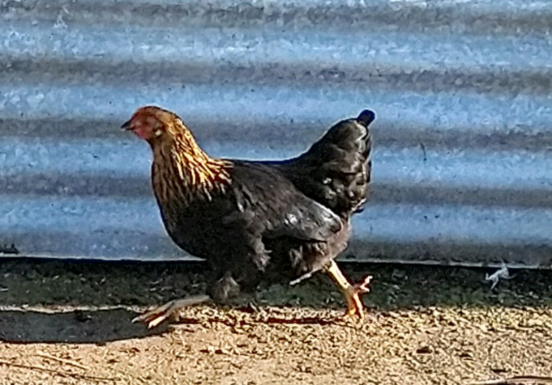 Chickens for sale in Newry, County Down Gumtree