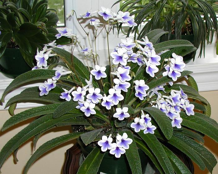 Cars That Start With J >> Streptocarpus (Cape Primrose) house plants for sale ... Cars That Start With J >> Streptocarpus (Cape Primrose) house plants for sale ...