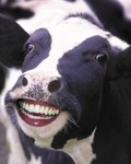 mad-mooo