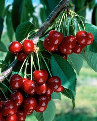 10 cherry-tree seeds - delicious fruit