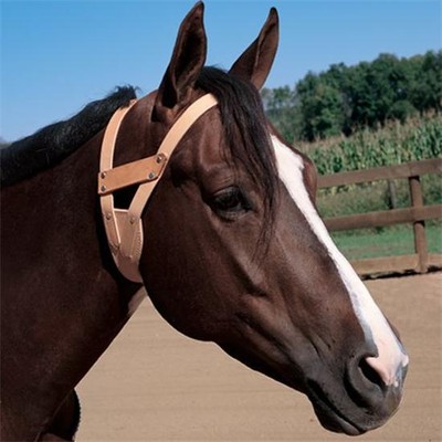Other Miracle Collar