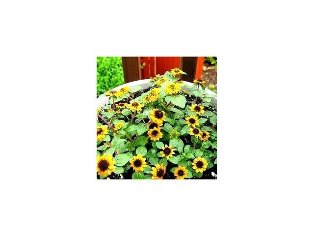 Creeping Zinnia Sanvitalia procumbens 570 seeds