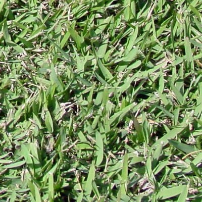 Zoysia Japonica...