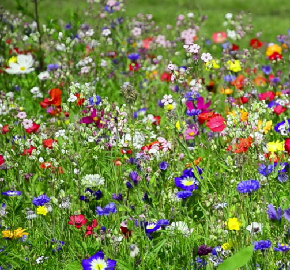 Bee & Butterfly Native Wild Flower Plant & Meadow Grass Seed