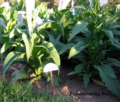 1000 Pennsylvania Red Tobacco Seeds ~ Heirloom ~ Full Flavored Tobacco ~ Non-GMO