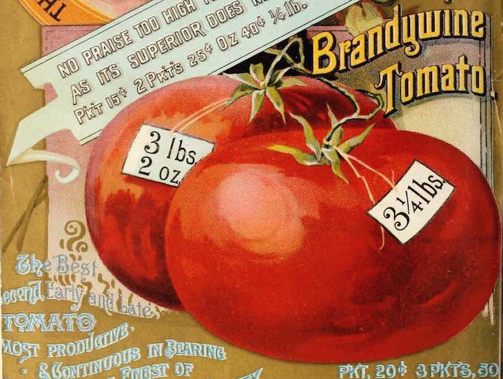 Tomate ‚Brandywine‘ historische amerikanische Sorte - ökologischer Anbau