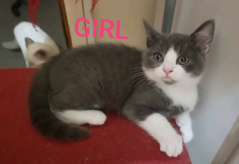 British shorthair cross kittens in Northampton, Northamptonshire