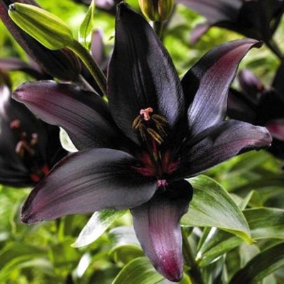 Night Flyer Tiger Lily, Beautiful New Flower Bulb Ready to Ship, Perennial