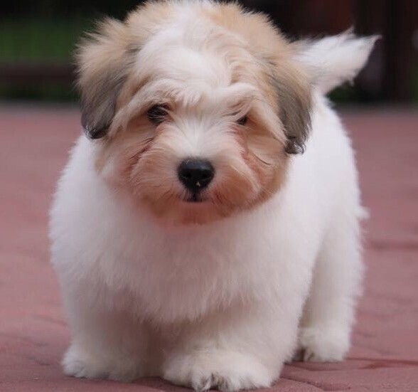 RARE COTON de TULEAR Puppies (Superb WORLD & CRUFTS SUPREME CHAMPION lines) in Antrim, County